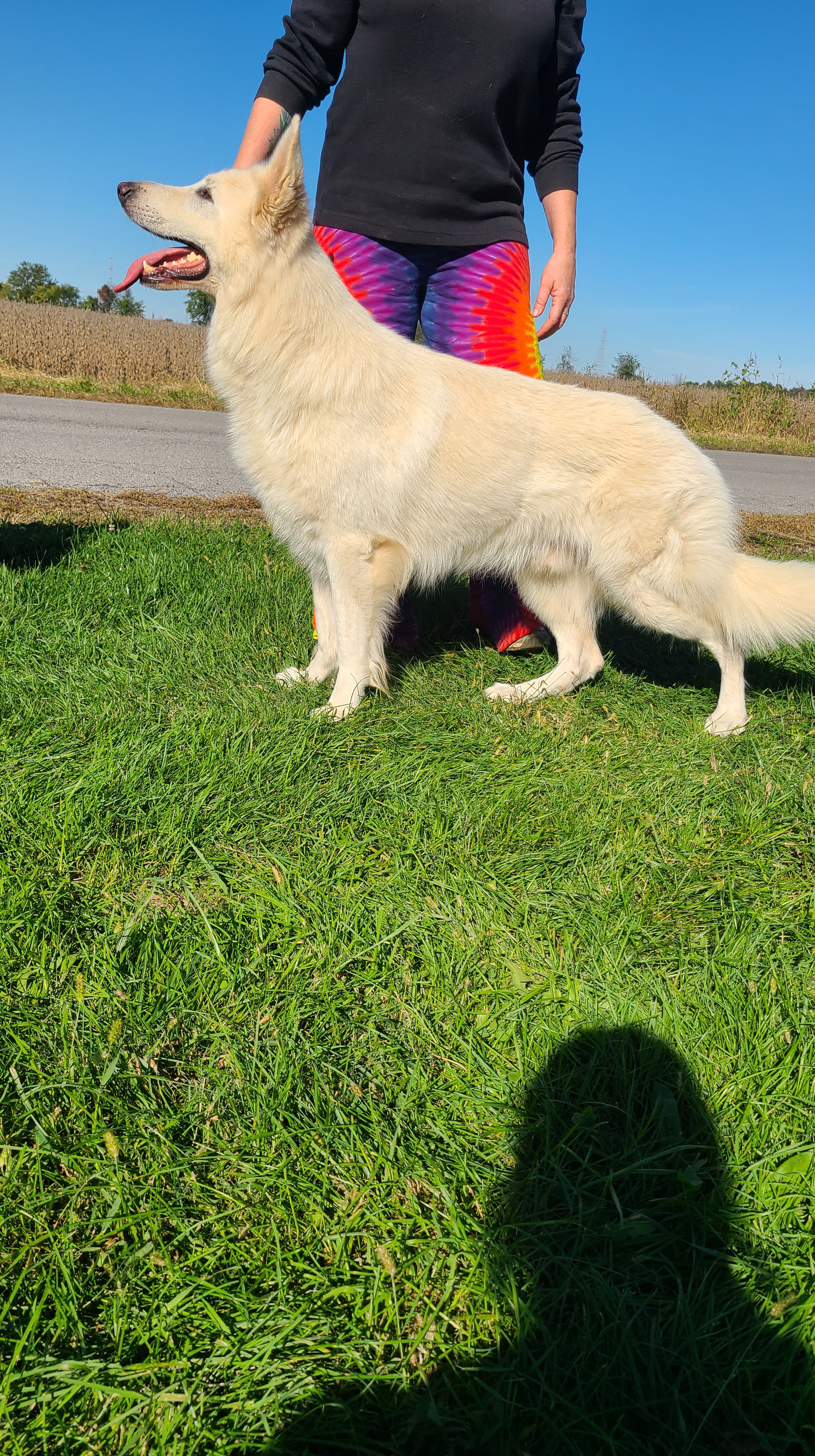 Niko- White Swiss Shepherd – Von Holtzapple German Shepherds