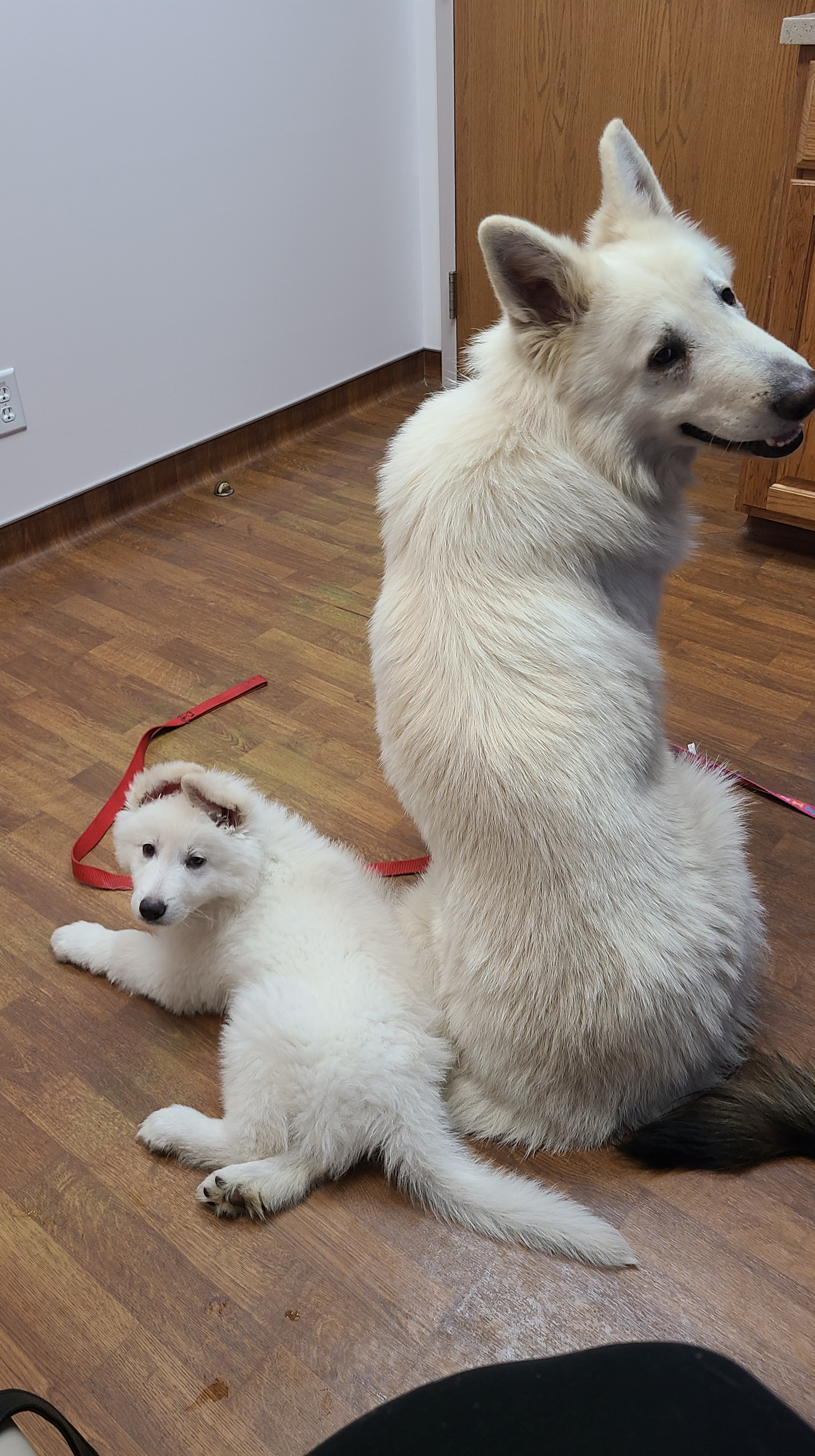 Niko- White Swiss Shepherd – Von Holtzapple German Shepherds