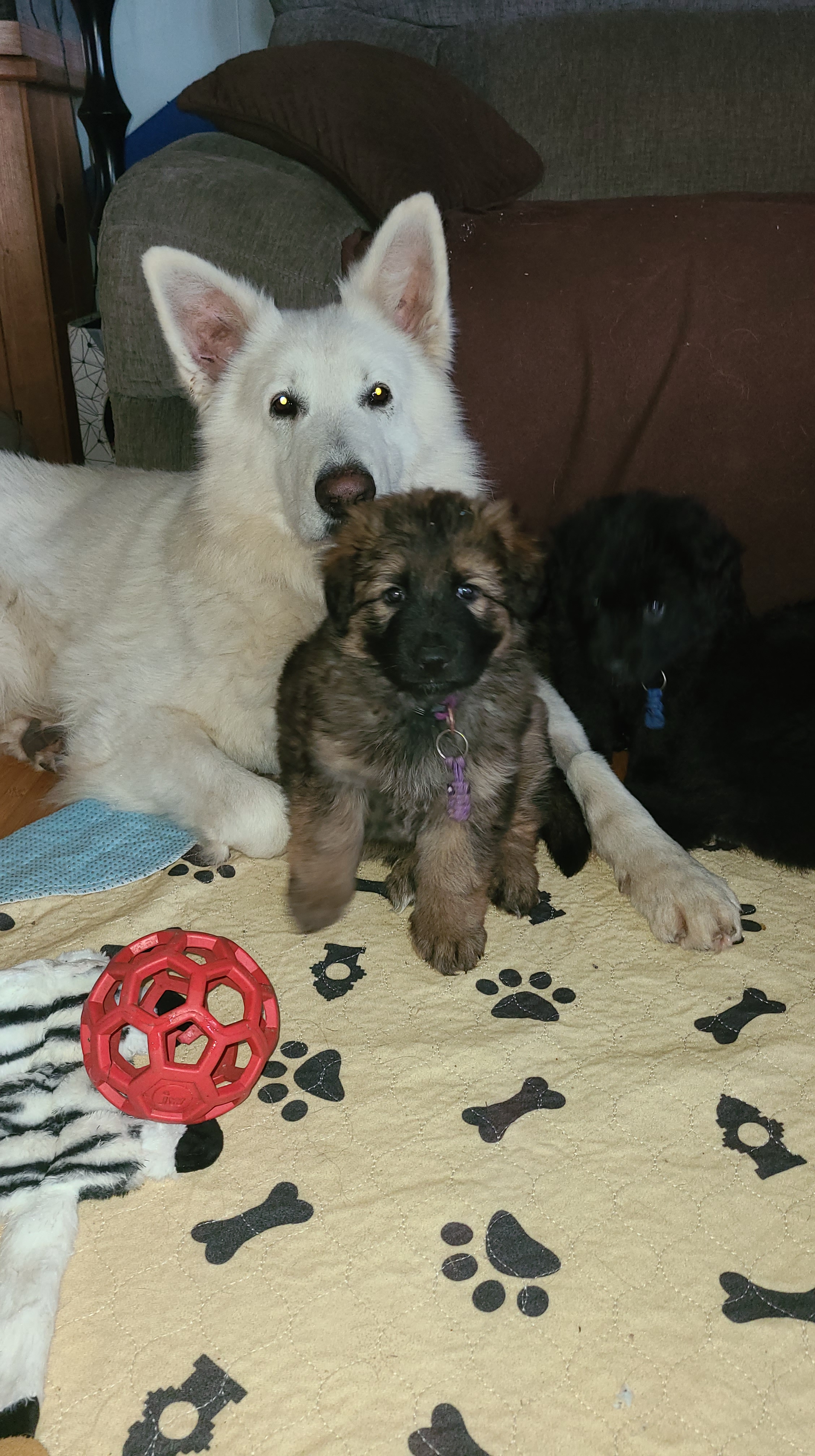 Niko- White Swiss Shepherd – Von Holtzapple German Shepherds
