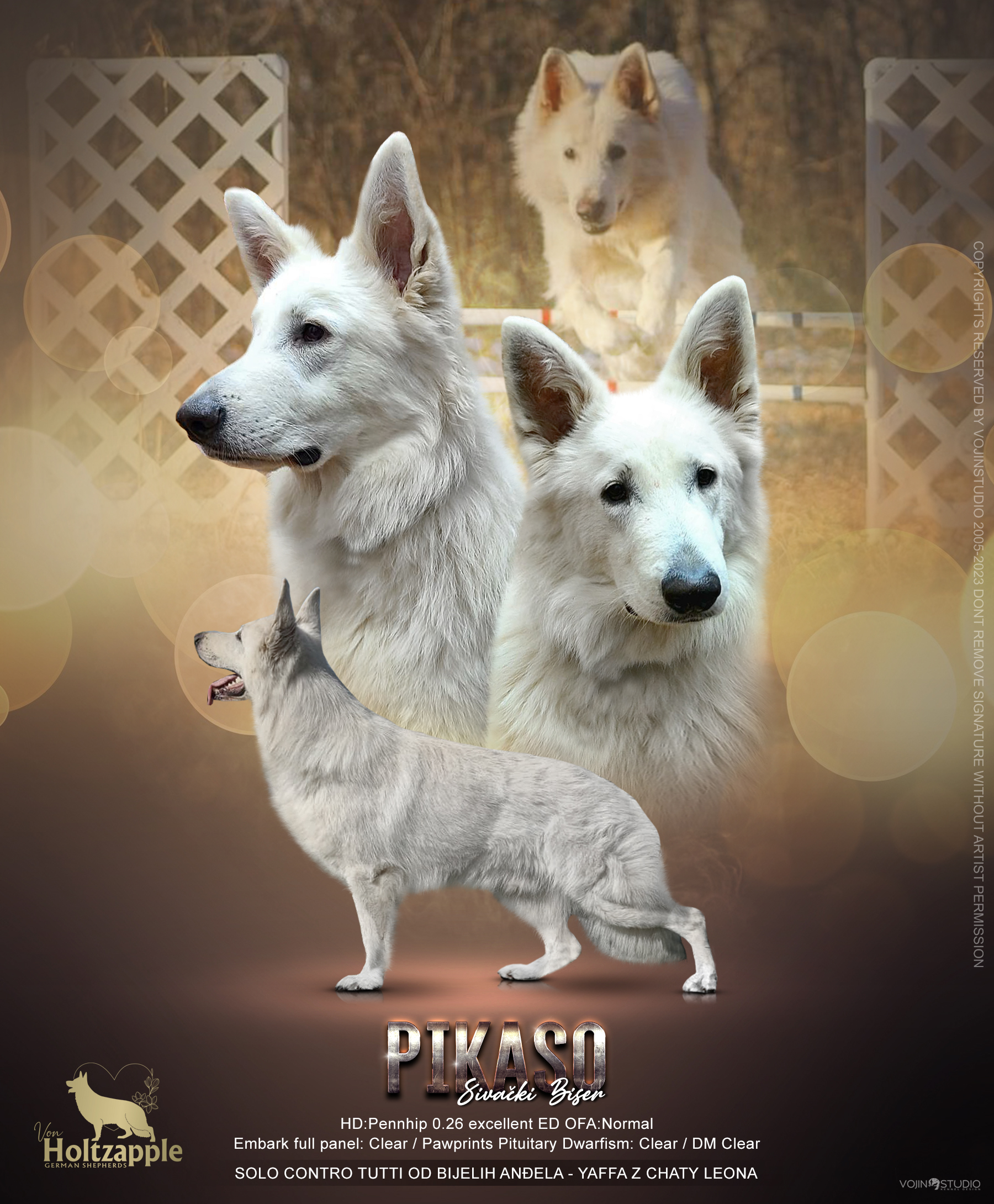 Niko- White Swiss Shepherd – Von Holtzapple German Shepherds